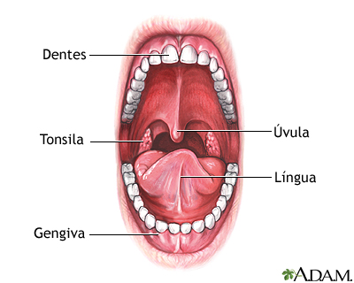 Anatomia oral