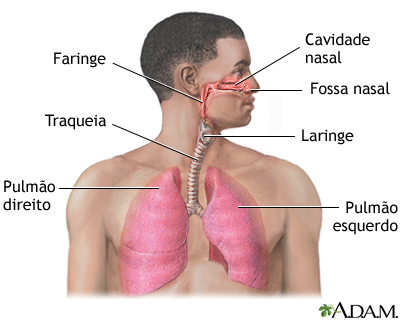 Visão geral do sistema respiratório