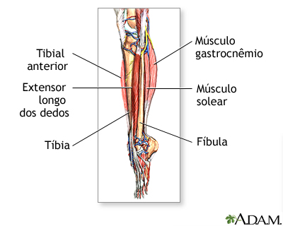 Músculos da parte inferior da perna