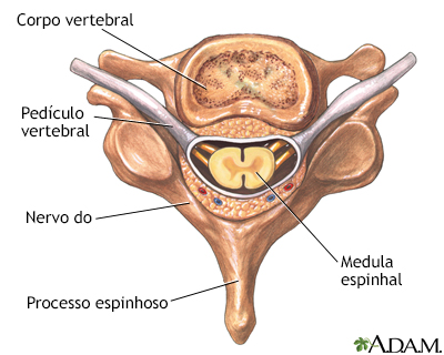 Vértebra e nervos espinhais