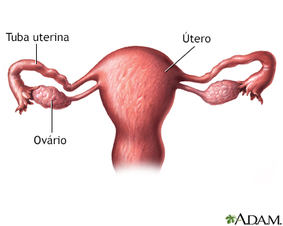 Anatomia do útero