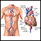 Cardiac catheterization