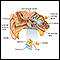 Anatomia do ouvido