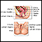 Female reproductive anatomy