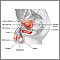 Anatomia do sistema reprodutor masculino