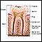 Anatomia dentária