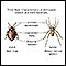 Arthropods - basic features