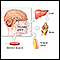 Growth hormone stimulation test - series