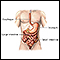 GI bleeding - series - Normal anatomy