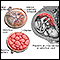 Anatomy of a normal placenta