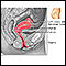 Side sectional view of female reproductive system