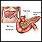 Pancreas