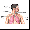 Anatomía normal del pulmón