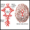 Circle of Willis