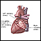 Posterior heart arteries