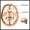 Materia gris y blanca del cerebro