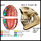 Desarrollo de los dientes permanentes