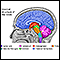 Estructuras del cerebro