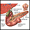 Gallbladder