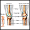 Articulación de la rodilla