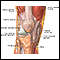 The structure of a joint