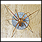 Brown recluse spider