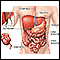 Órganos abdominales