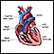 Cámaras del corazón