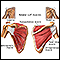 Rotator cuff muscles