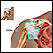 Normal rotator cuff