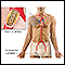 Stent de arteria coronaria