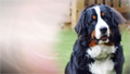 Allergy to mold - animal dander - dust