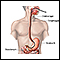 Esofagogastroduodenoscopia (EGD)