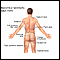 Anatomical landmarks adult � back