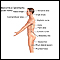 Anatomical landmarks adult - side