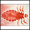 Head louse - female