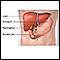 Gallbladder anatomy