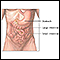 Anatomia abdominal normal