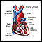 Normal heart anatomy (cut section)