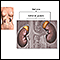 Adrenal glands