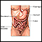 Anatomia da área inferior do sistema digestivo