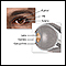 Eye lens anatomy