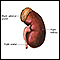 Kidney anatomy