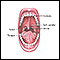 Anatomia da boca