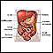 Organos abdominales