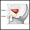 Anatomía de la vejiga en el hombre