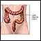 Large intestine anatomy