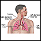 Sistema respiratorio