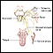 Glossopharyngeal neuralgia