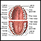 Anatomía dental